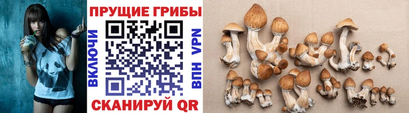 мега онион  Ленск  сайты даркнета какой сайт  Псилоцибиновые грибы мицелий 